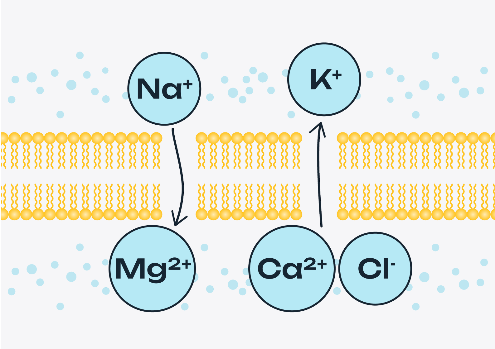 <h2>Electrolytes, In Balance</h2>